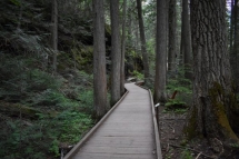 Trail-of-the-Cedars-3-600x400